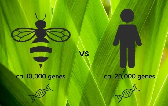 Bee Genes vs Human Genes