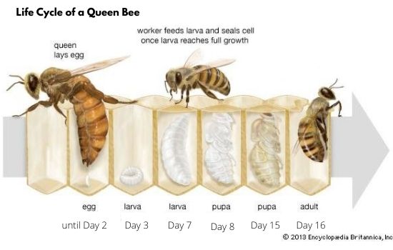 Life Cycle of honeybees