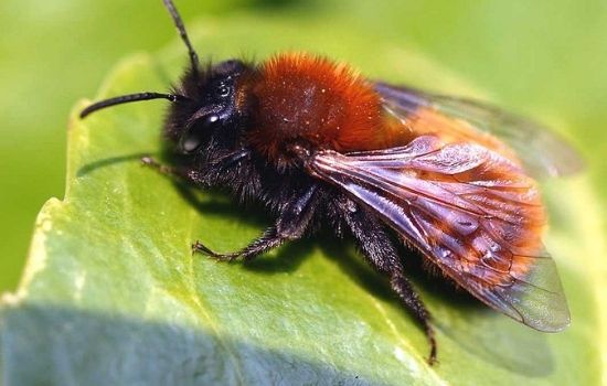 Most Common Species of Solitary Bees - Tawny Mining Bee (Andrena fulva)