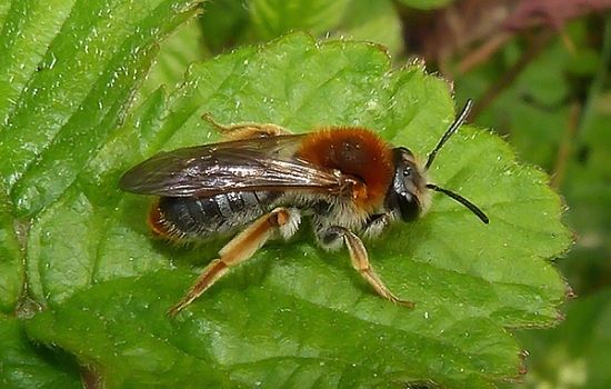 Most Common Species of Solitary Bees - EArly Mining Bee